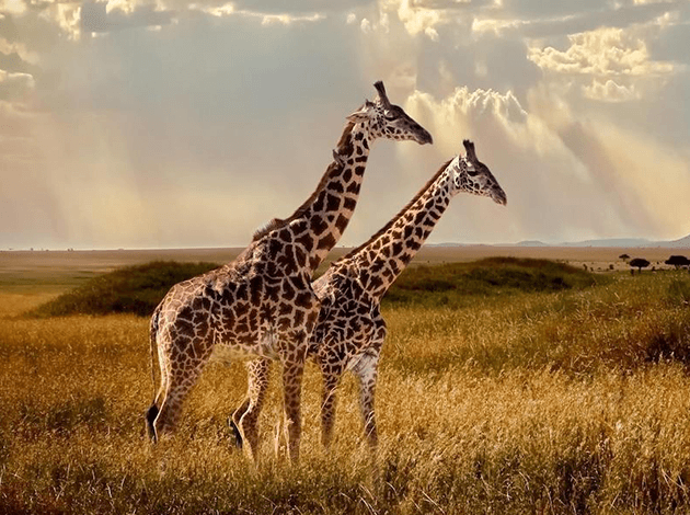 Wildlife Portfolio Img1
