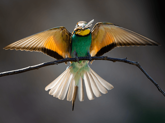 Wildlife Portfolio Img2