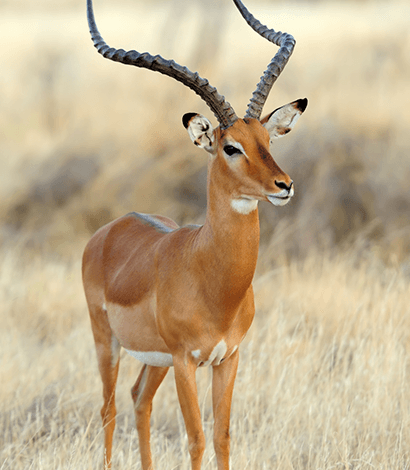 Wildlife Portfolio Img4